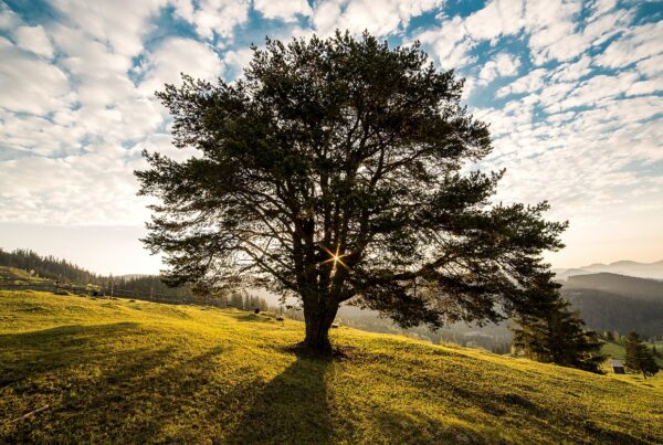 baum campulung dammerung 56875