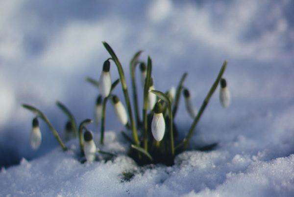 cold flowers grass 86580