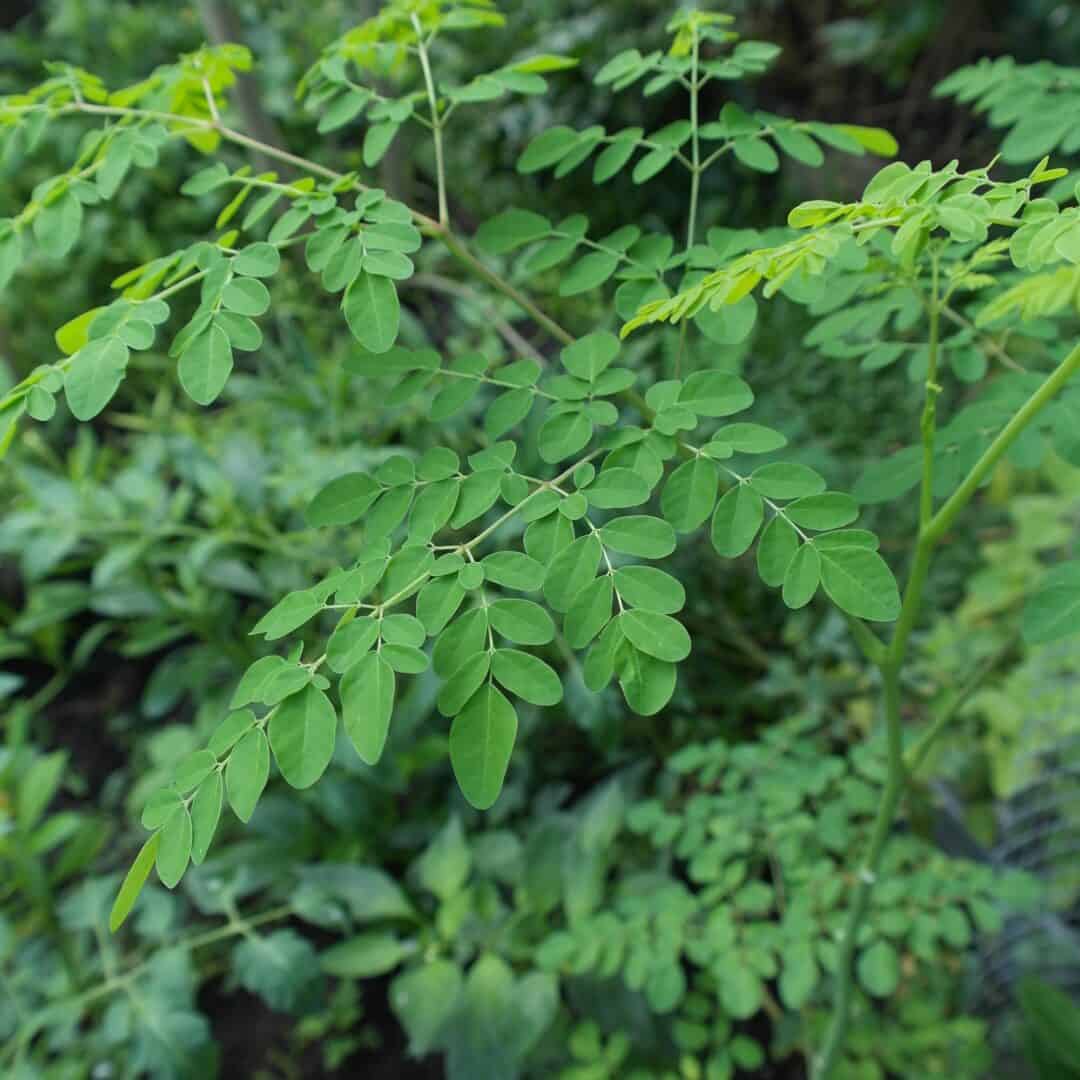 Moringa – wird die Welt damit ein klein wenig besser?