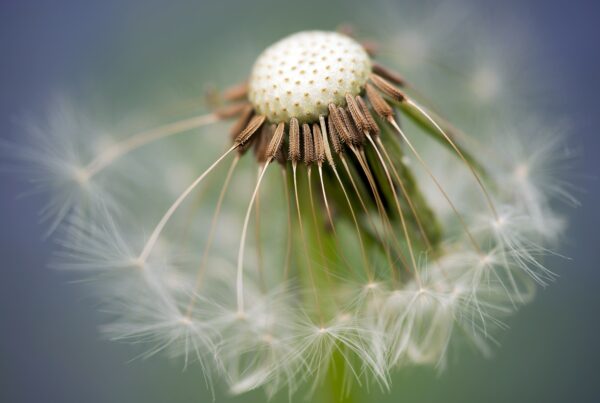 common dandelion 335662