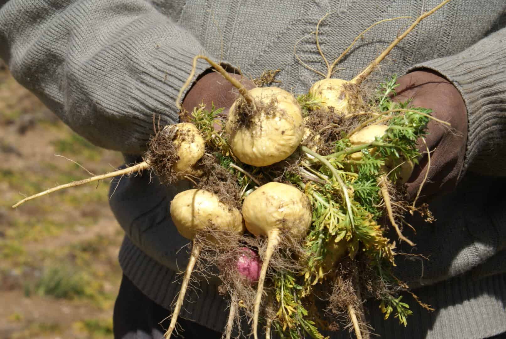 Unterschiede bei Maca