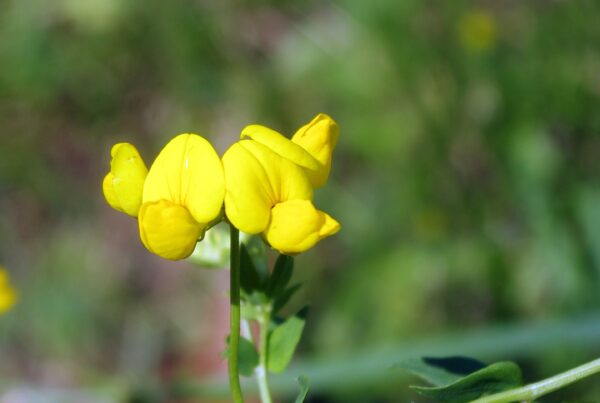 fenugreek 4345720 1920