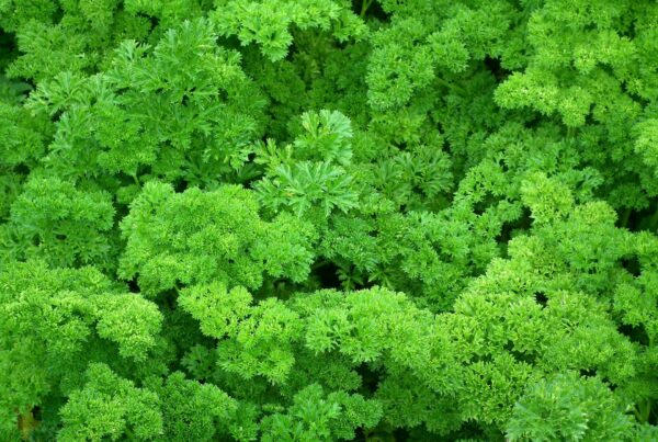 parsley 261040 1920