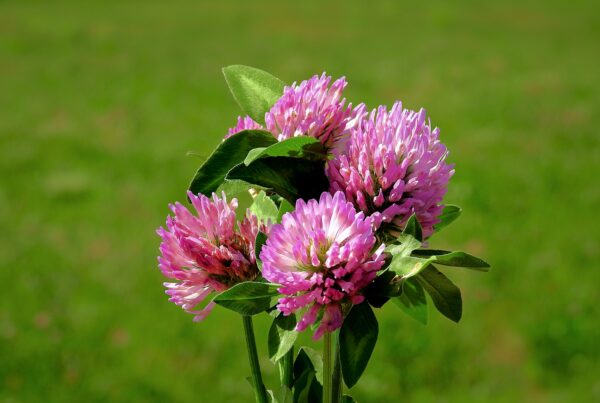 red clover 4246842