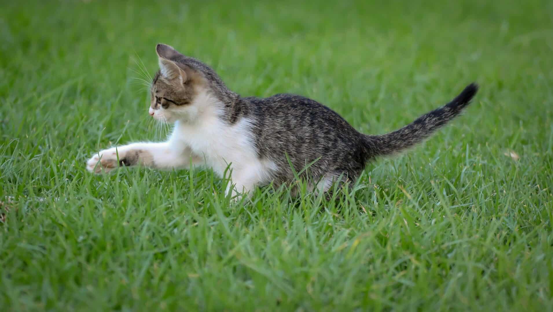 Die Antwort der Natur zur Tiergesundheit