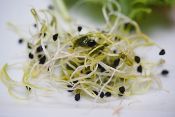 alfalfa sprouts 1522076 1920